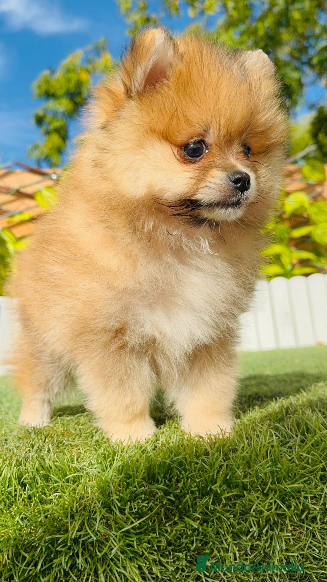Pomerania perros en venta: POMERANIA MACHO - Imagen 22