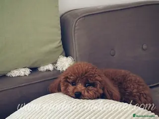 Caniche Toy perros Machos caniche toy y enano rojos pimienton - Anuncio 2