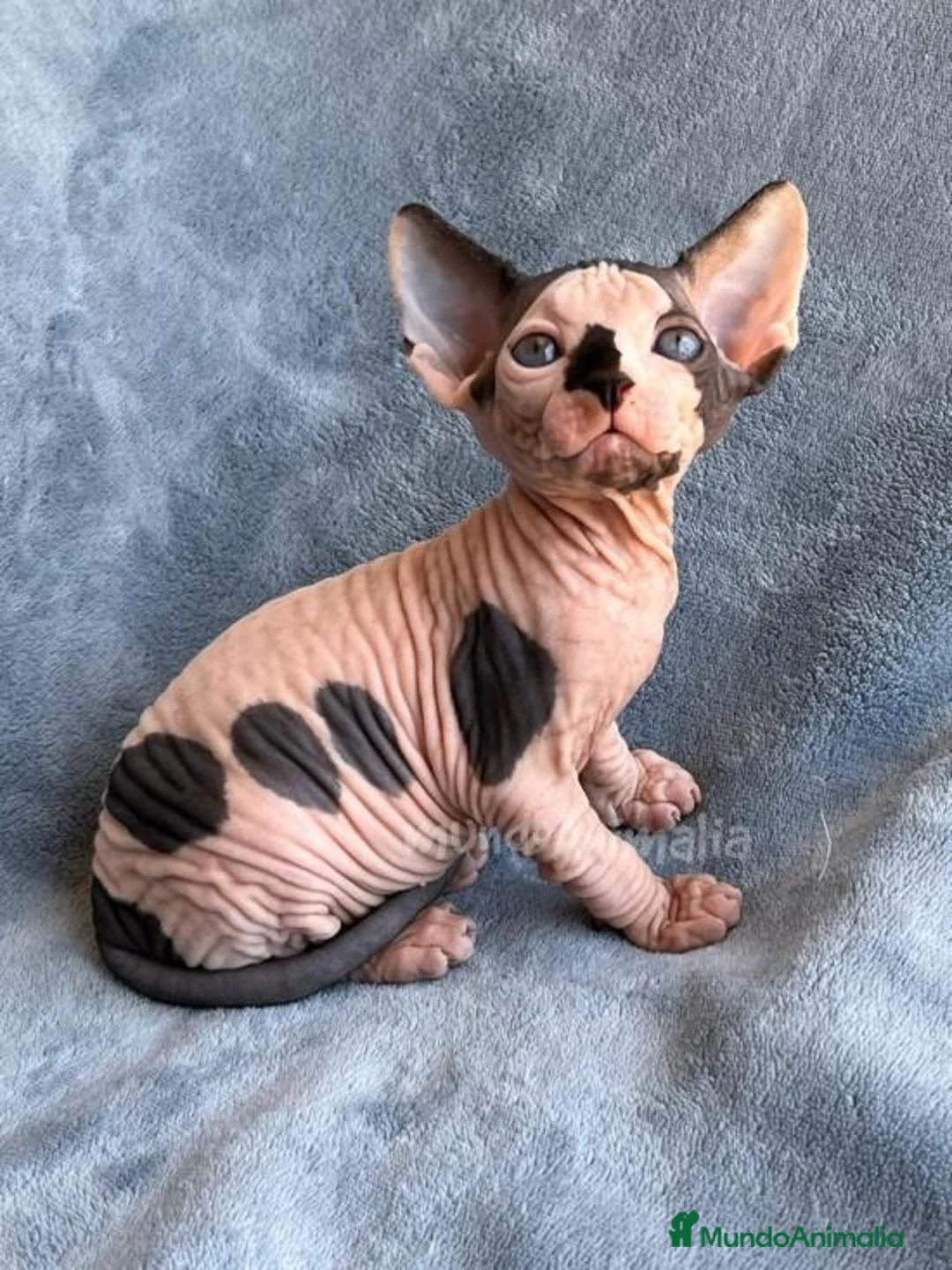 Imagen de galería {{count}}