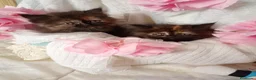 Persa gatos en venta: Gatitos persa himalayo  - Anuncio 8