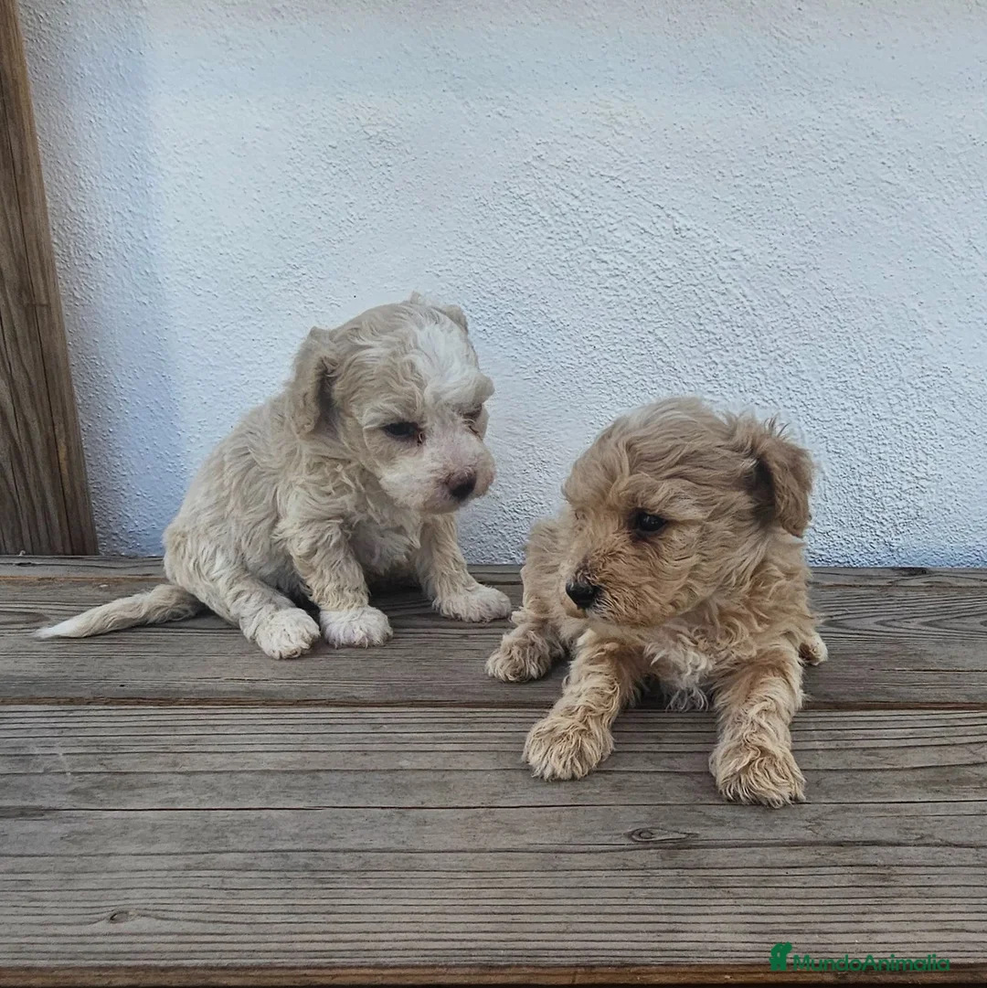 Maltipoo perros en venta: Maltipoo disponibles  - Anuncio 1