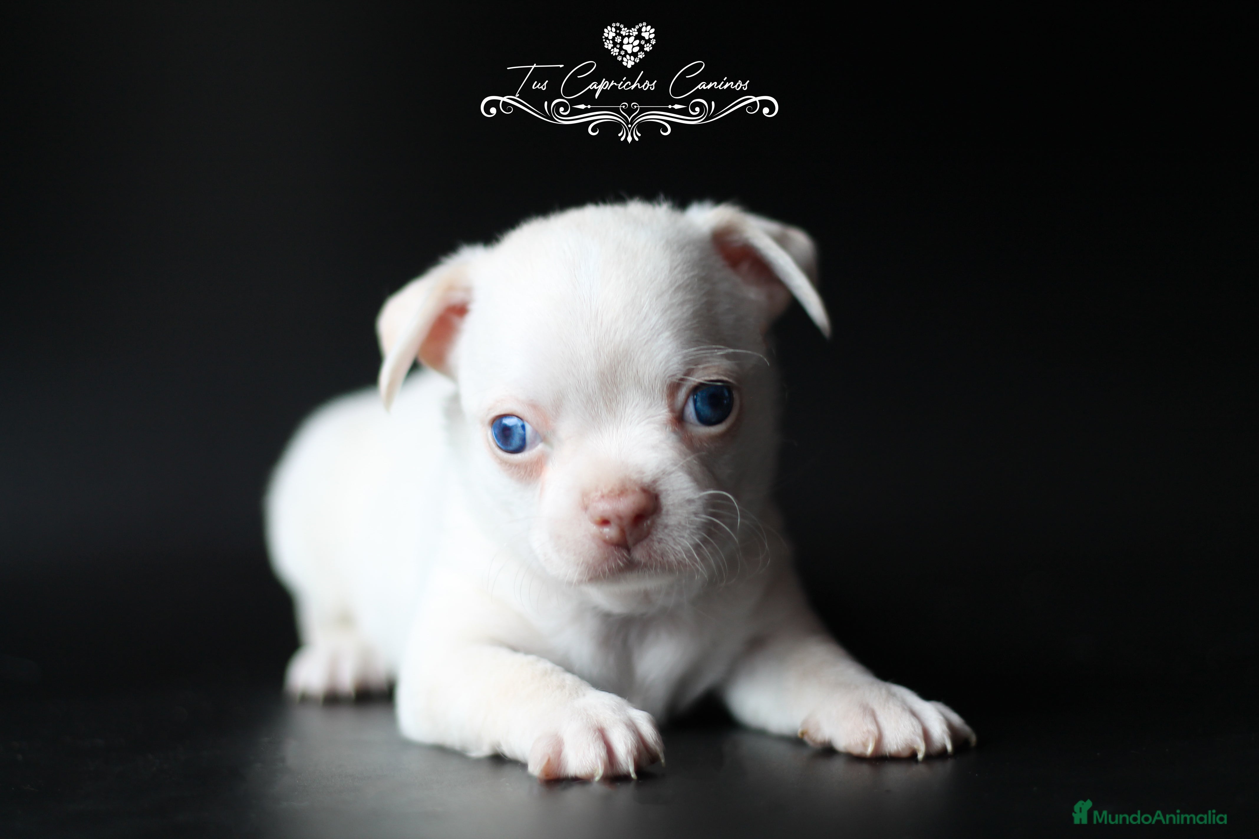 Chihuahua perros CHIHUAHUA BLANCO en Cantabria - Anuncio 20