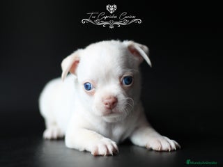 Chihuahua perros en Cantabria - Anuncio 22