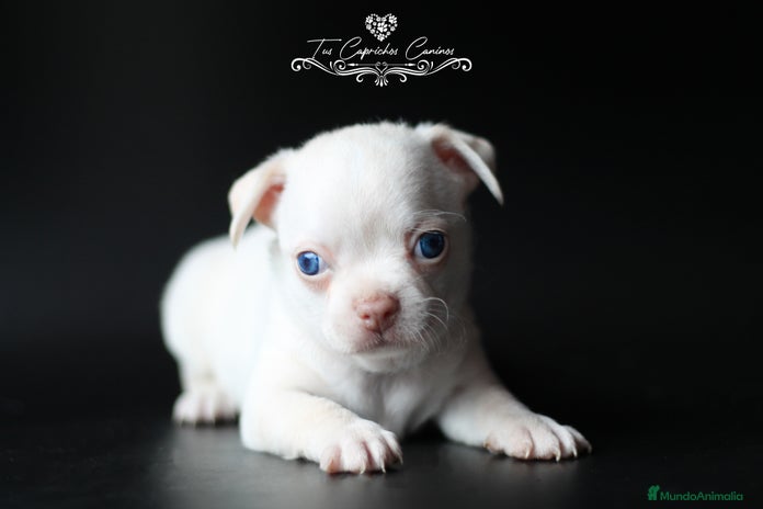 Chihuahua perros en Cantabria - Anuncio 10