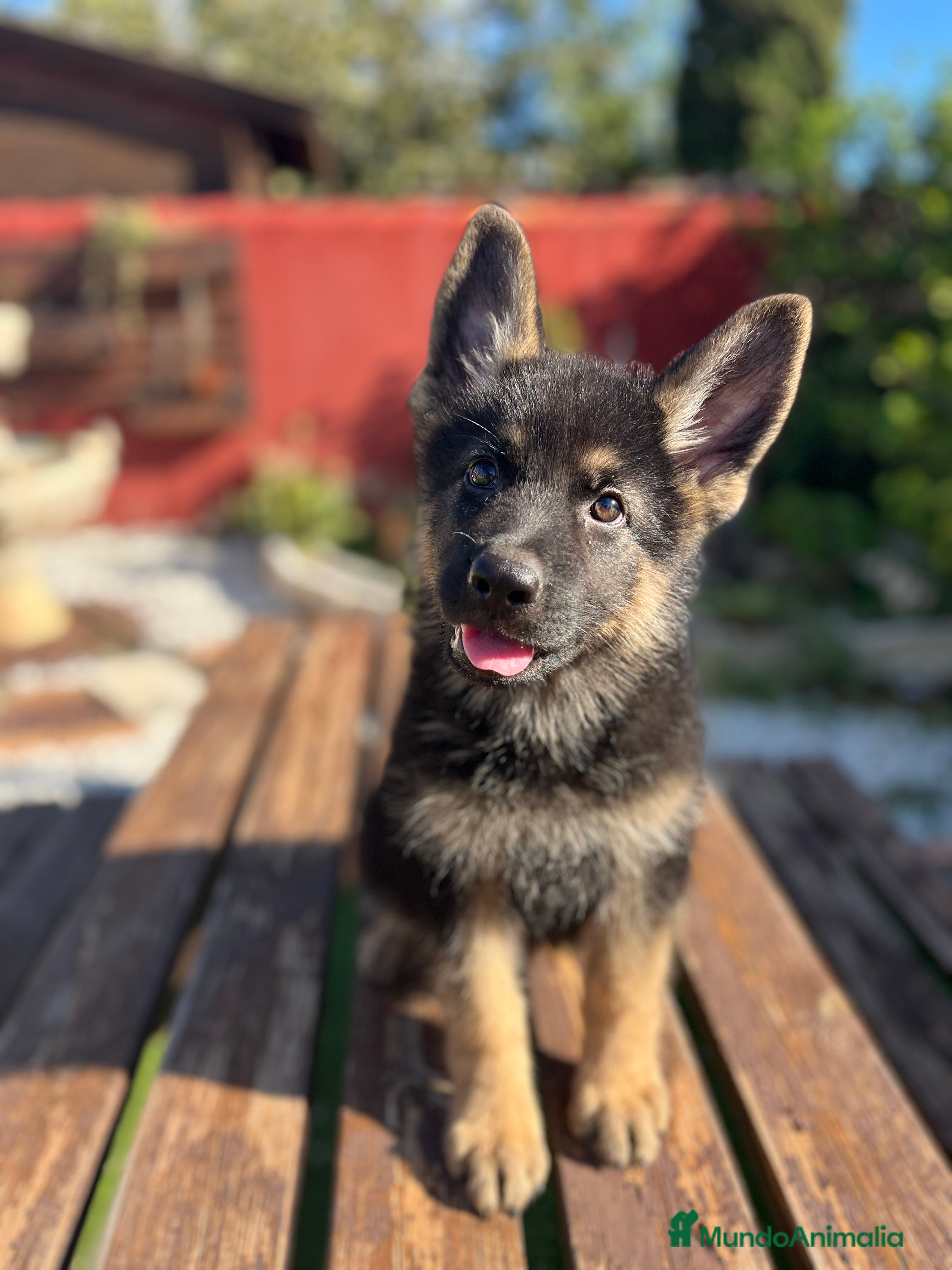 Pastor Alemán perros Ultimo cachorro disponible en Valencia - Anuncio 4