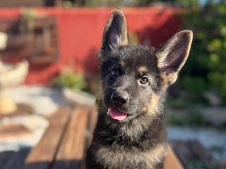 Pastor Alemán perros Ultimo cachorro disponible en Valencia - Anuncio 5