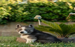 Husky Siberiano perros en venta: Husky Siberiano cachorros  - Imagen 6