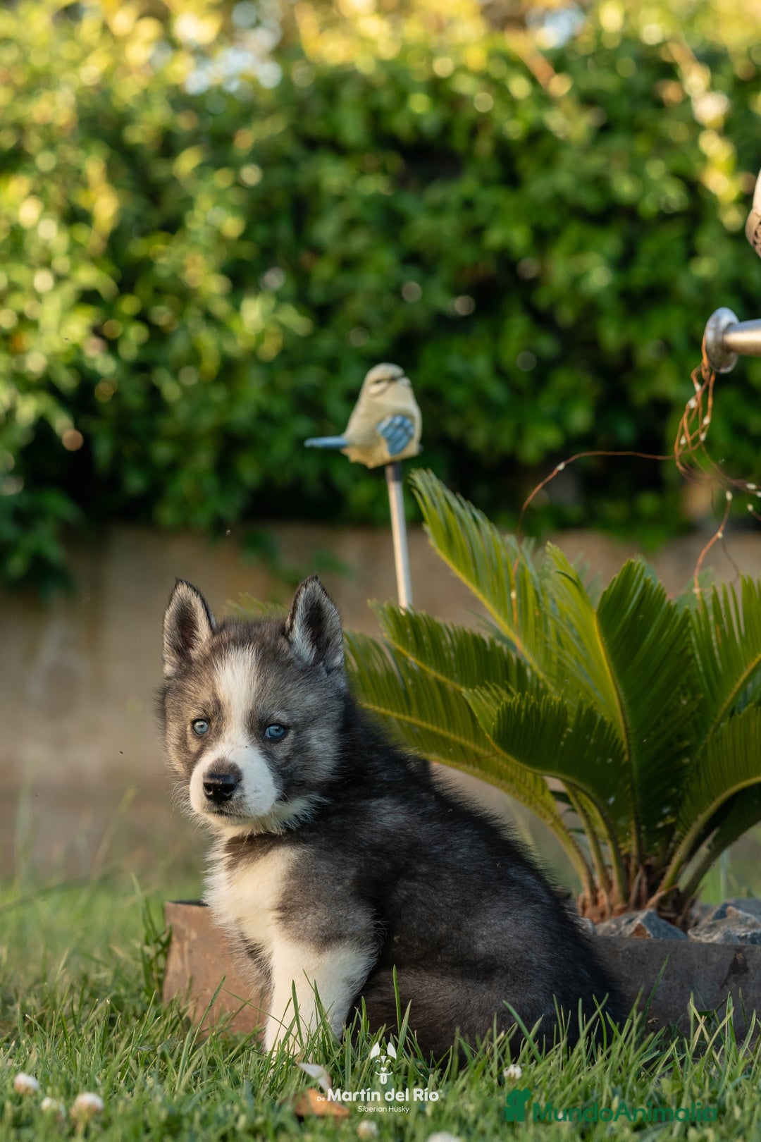 Husky Siberiano perros en venta: Husky Siberiano cachorros  - Imagen 6
