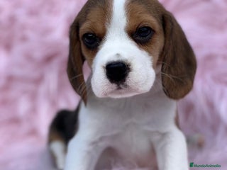 Beagle perros en Barcelona - Anuncio 9