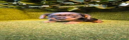 Teckel Miniatura perros en venta: teckel miniatura arlequín pelo largo  - Anuncio 3