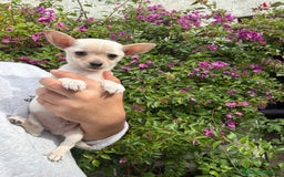 Chihuahua perros en venta: Chihuahuas Toy  - Anuncio 1