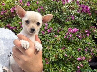 Chihuahua perros Chihuahuas Toy - Anuncio 1