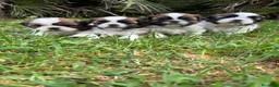 Shih Tzu perros en venta: Shih Tzu listos para entregar !! - Anuncio 1