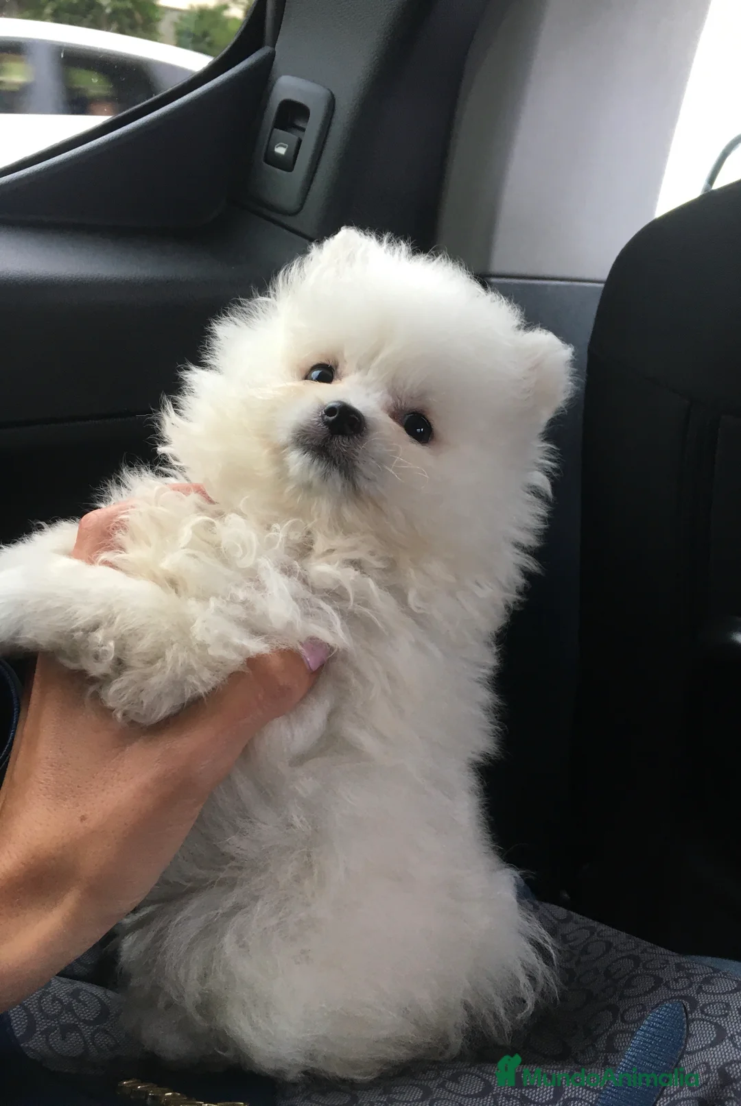 Pomerania perros en venta: Lulú de Pomerania - Anuncio 4
