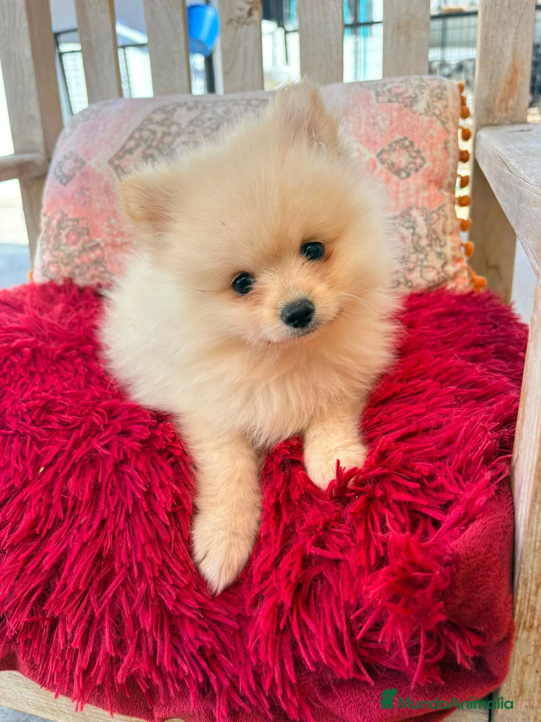 Pomerania perros en venta: Pomerania toy  - Anuncio 2