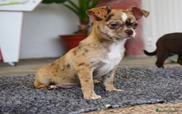 Chihuahua perros en venta: 🌈 Chihuahuas únicos: Luxor, Ronda y Paddy - Imagen 8