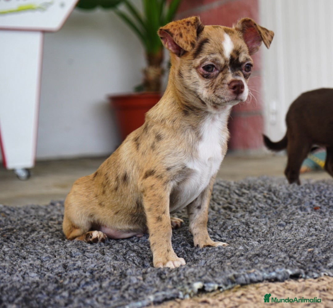 Chihuahua perros en venta: 🌈 Chihuahuas únicos: Luxor, Ronda y Paddy - Imagen 8