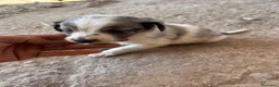 Border Collie perros en venta: Border collies de excelente calidad  - Anuncio 5