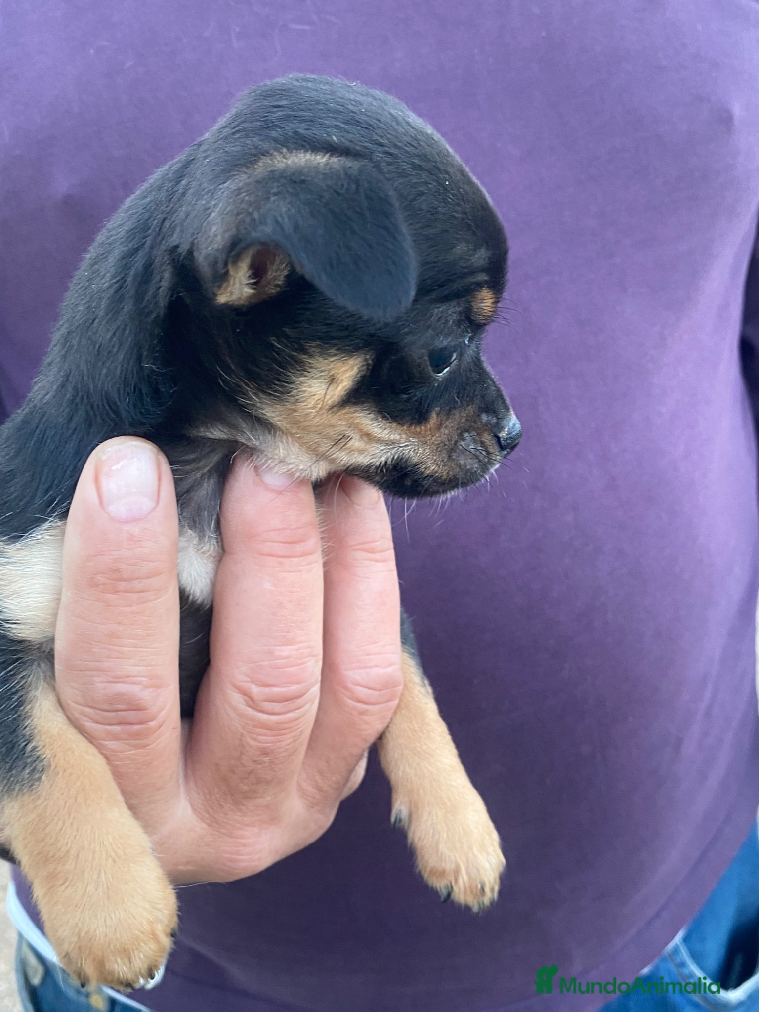 Chihuahua perros Chihuahuas machitos - Anuncio 31