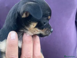 Chihuahua perros Chihuahuas machitos - Anuncio 31