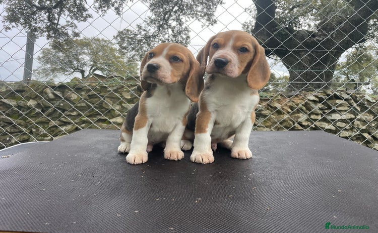 Beagle perros - Anuncio 1