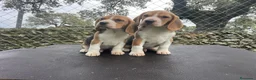 Beagle perros en venta: Beagle  - Anuncio 1