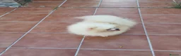 Pomerania perros en venta: Hembra adulta para compañía  - Anuncio 3