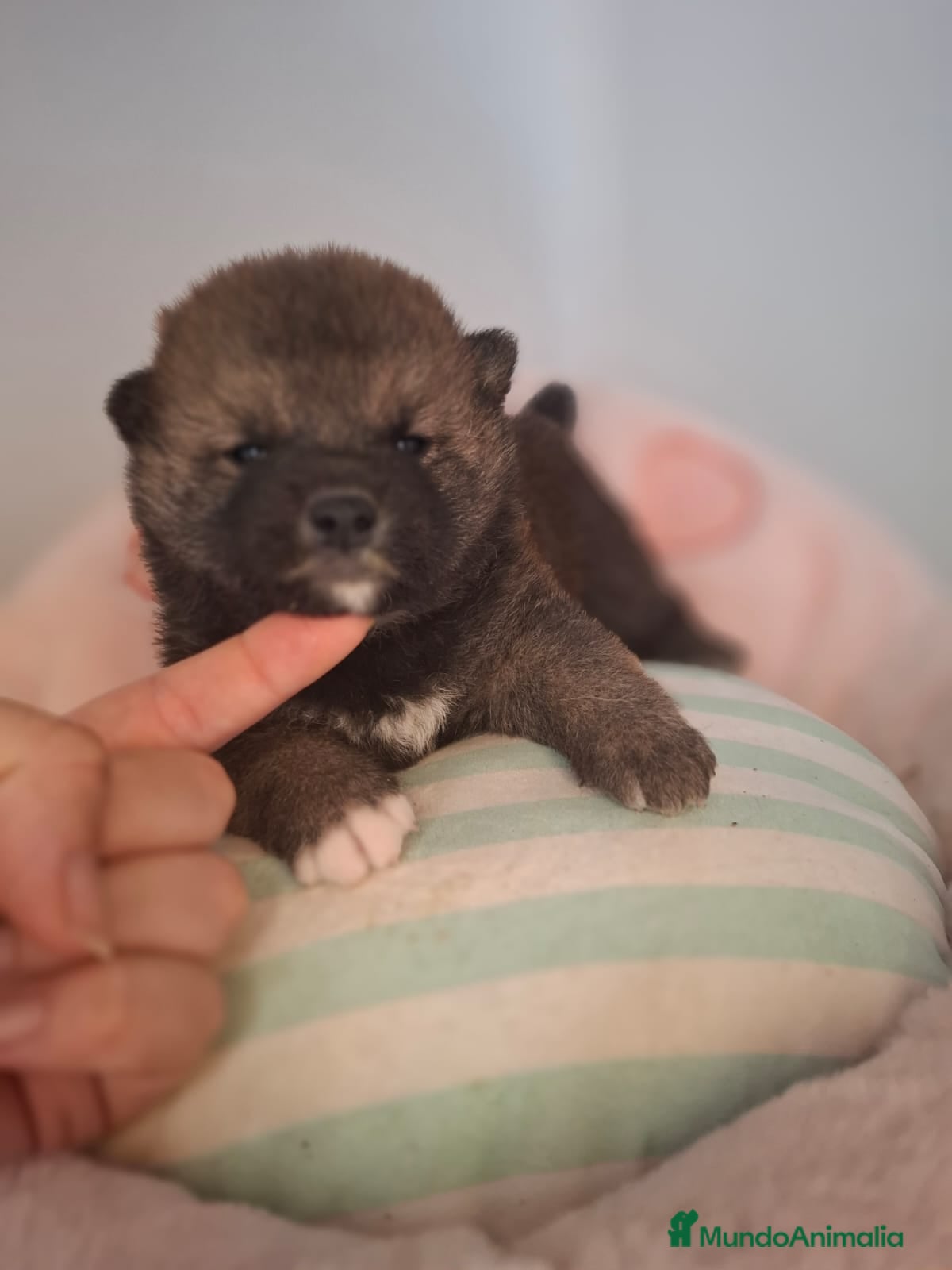 Shiba Inu perros SHIBA INU  SHIBA INU  SHIBA INU  - Anuncio 2