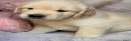 Golden Retriever perros en venta: Camada de Golden retriever 🐾🐾 - Anuncio 2