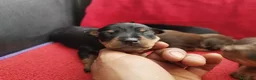 Pinscher Miniatura perros en venta: Pinscher toda España  - Anuncio 3