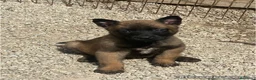 Pastor Belga Malinois perros en venta: Pastor Belga Malinois  - Anuncio 2