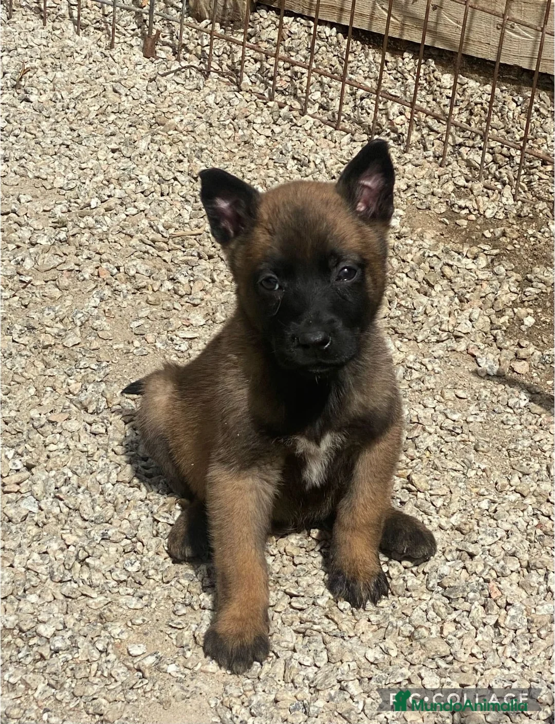 Pastor Belga Malinois perros en venta: Pastor Belga Malinois  - Anuncio 2