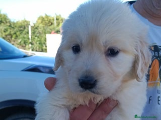 Golden Retriever perros Hembra de golden retriever - Anuncio 7