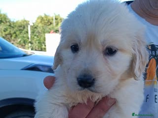 Golden Retriever perros Hembra de golden retriever - Anuncio 3