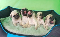 Carlino - Pug perros en venta: ADORABLE CAMADA DE CARLINO PUG - Anuncio 3