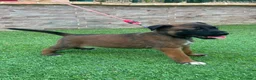 Pastor Belga Malinois perros en venta: Cachorros pastor belga Malinois  - Anuncio 4
