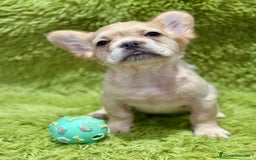 Bulldog Francés perros en venta: BULLDOG FRANCÉS FLUFFY PLATINUM - Imagen 1