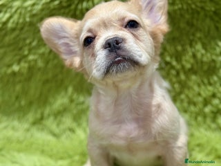 Bulldog Francés perros - Anuncio 3