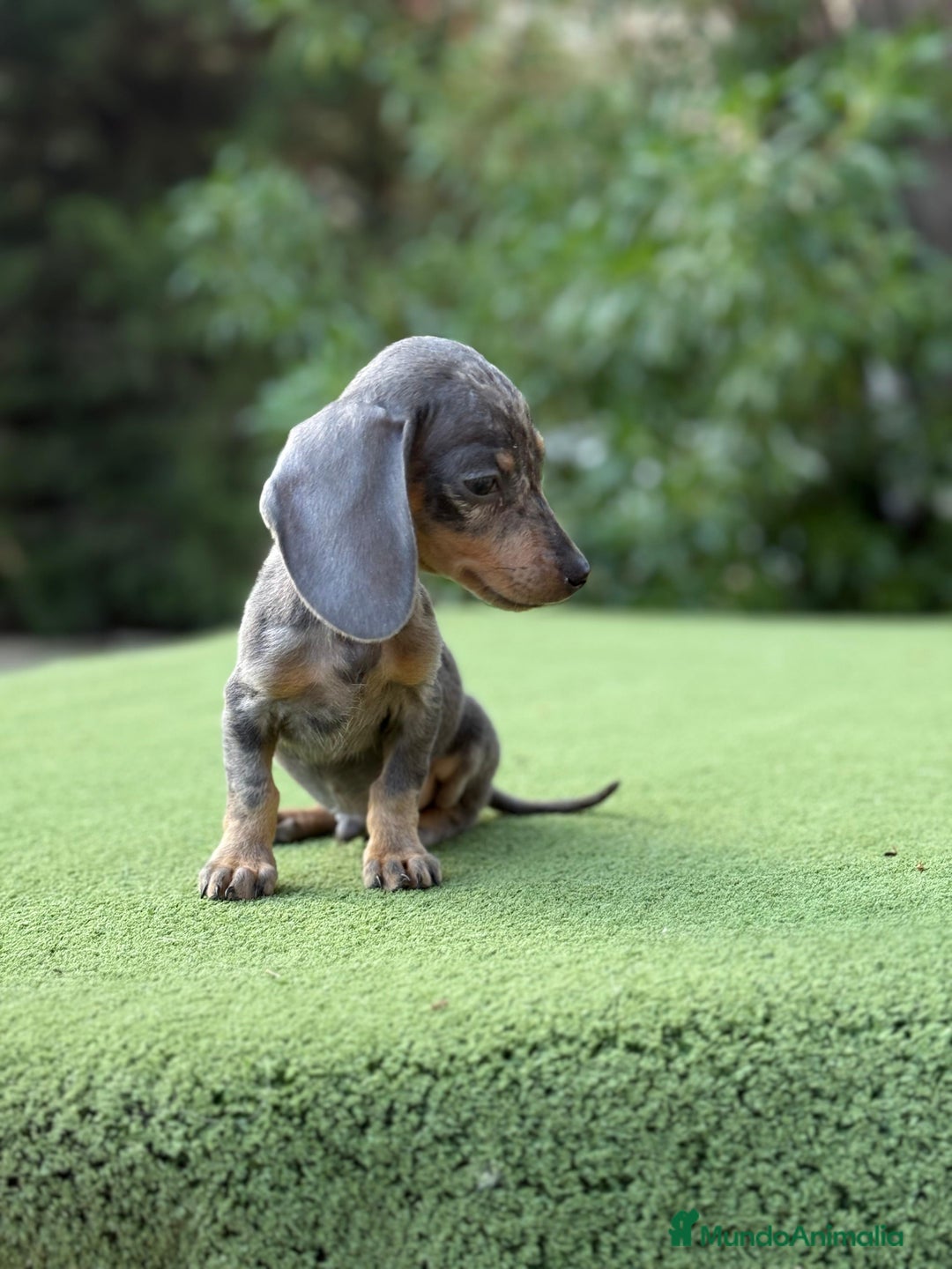 Teckel Miniatura perros en venta: Teckel super kanichen macho arlequín blue - Imagen 3