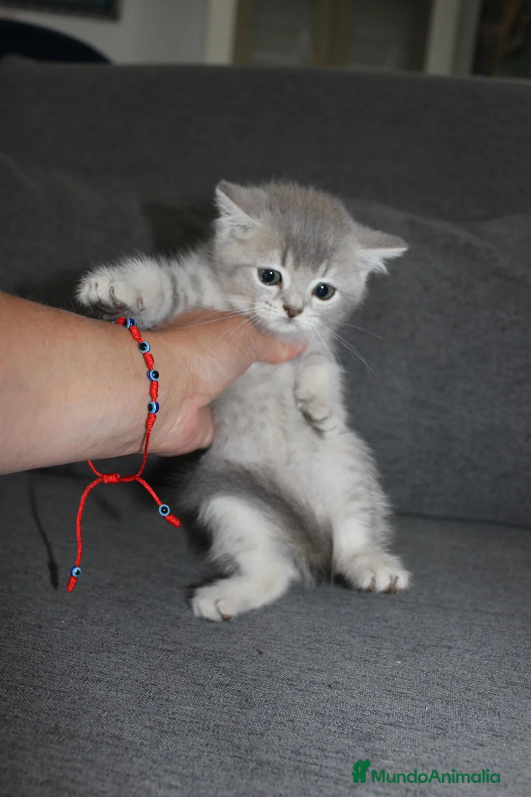 Británico de Pelo Corto gatos en venta: Adorable macho British tabby lillac en Madrid - Anuncio 4