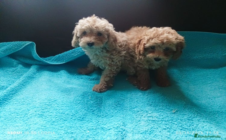 Caniche Toy perros - Anuncio 1