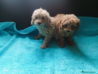 Caniche Toy perros - Anuncio 1