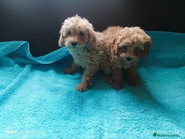 Caniche Toy perros - Anuncio 1