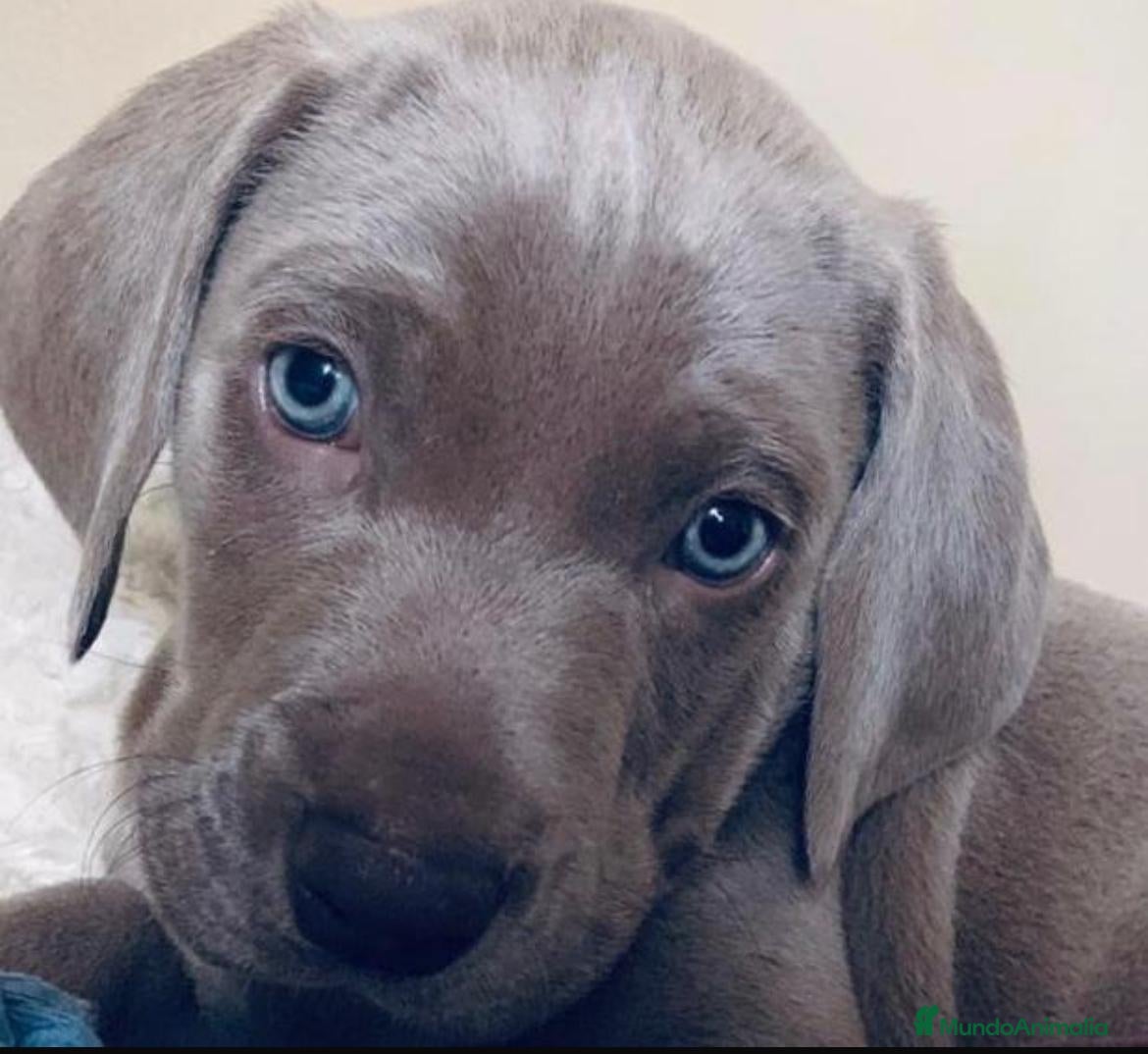 Weimaraner perros en venta: Braco de weimar  - Anuncio 4