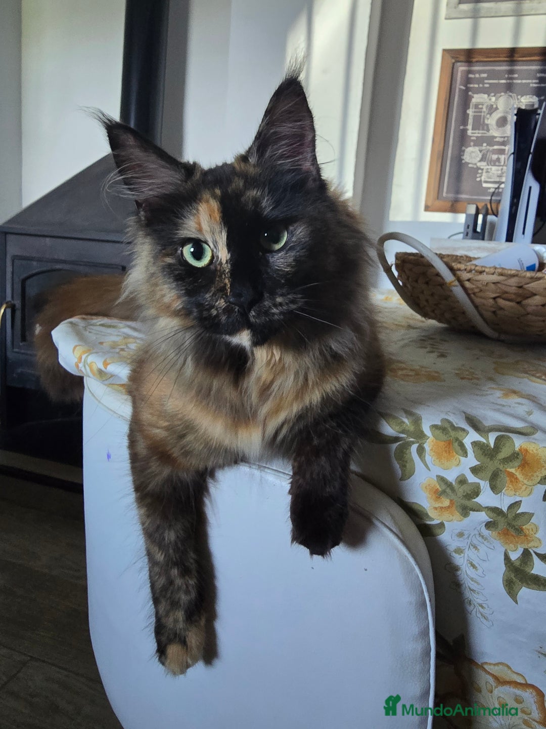 Maine Coon gatos para monta: Busco gatito para monta - Anuncio 1