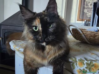 Maine Coon gatos Busco gatito para monta - Anuncio 6