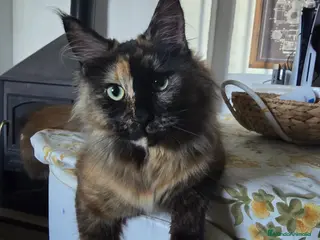 Maine Coon gatos Busco gatito para monta - Anuncio 1