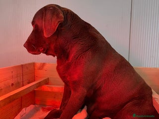 Labrador Retriever perros cachorros de labrador retriever - Anuncio 1