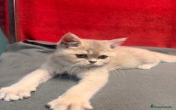 Británico de Pelo Corto gatos en venta: Monísima British Golden  - Imagen 1