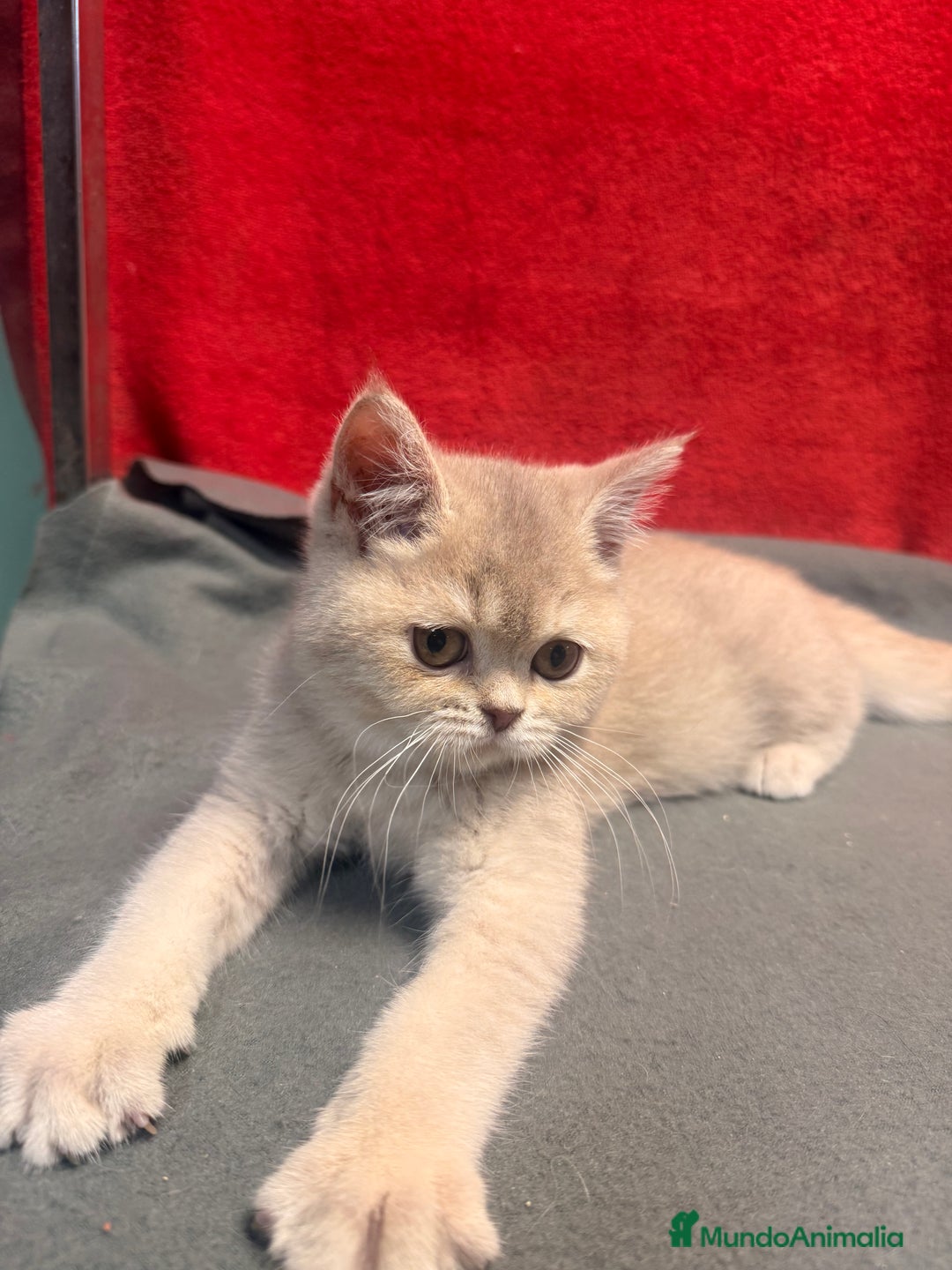 Británico de Pelo Corto gatos en venta: Monísima British Golden  - Imagen 1